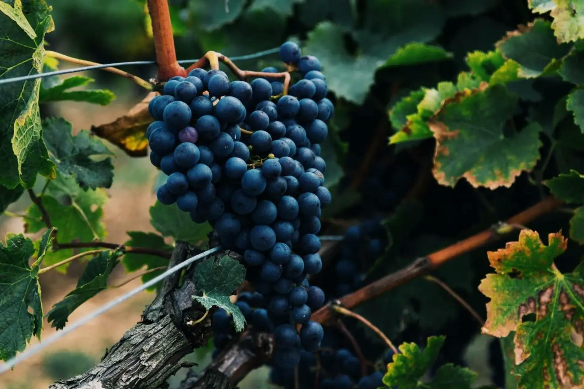 Tempranillo Phần 1: Giống Nho Đen Quý Giá Mang Sự Tinh Tế Của Tây Ban Nha