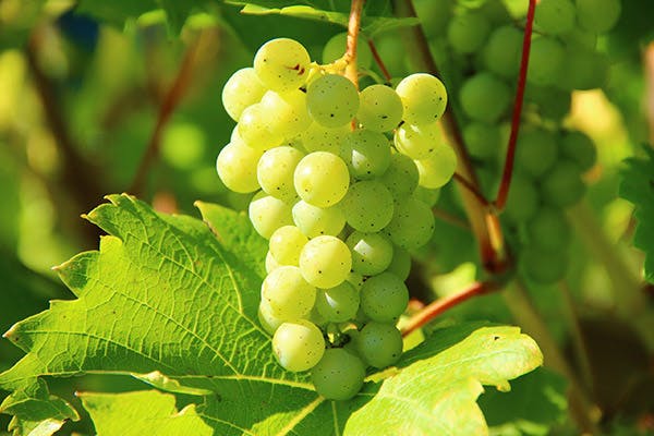 Chardonnay Phần 2: Vẻ Đẹp Đa Diện Của Giống Nho Trắng Đẳng Cấp