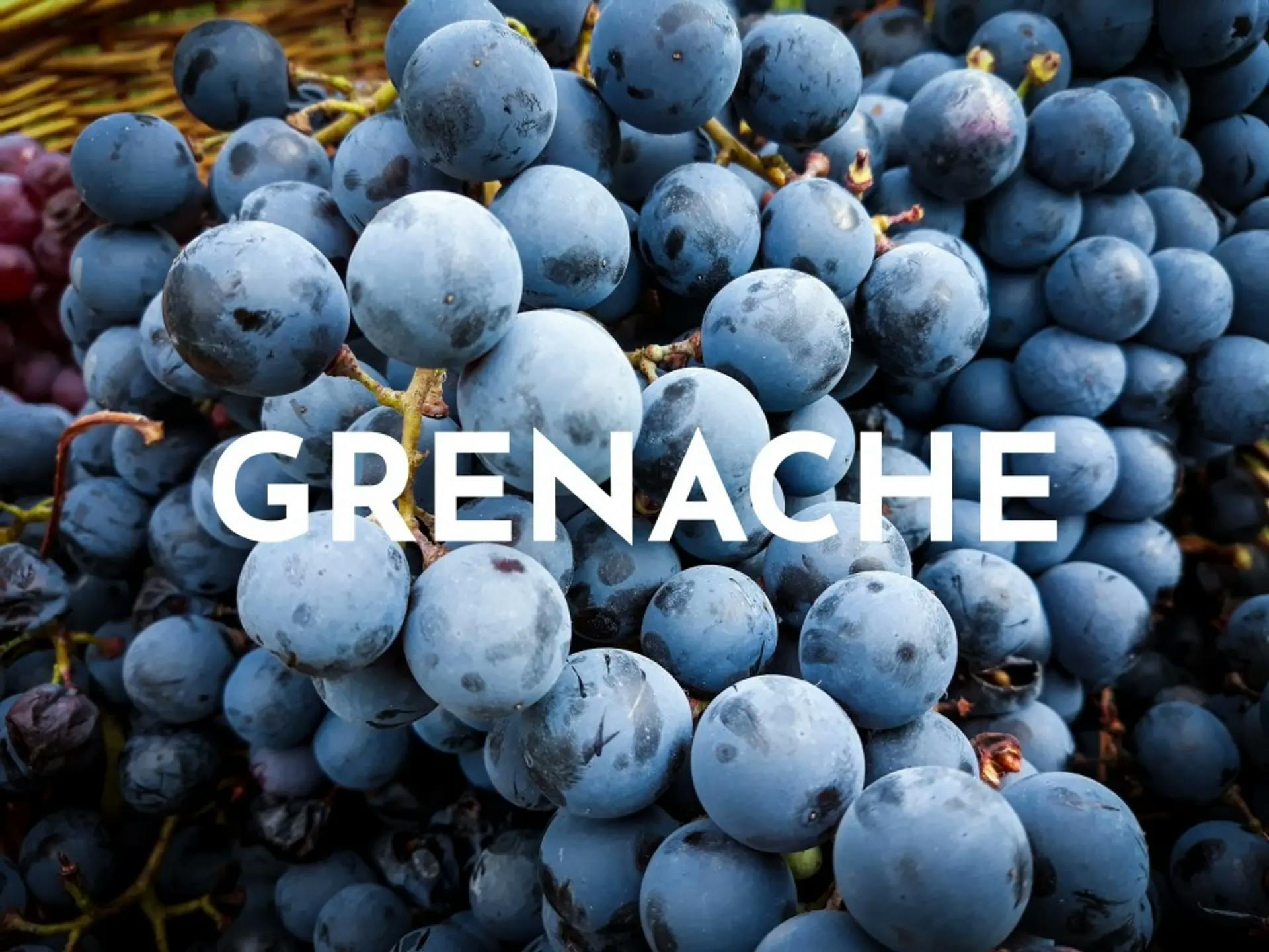 Grenache Phần 2: Chân Dung Của Một Giống Nho Đa Năng và Đầy Phong Cách