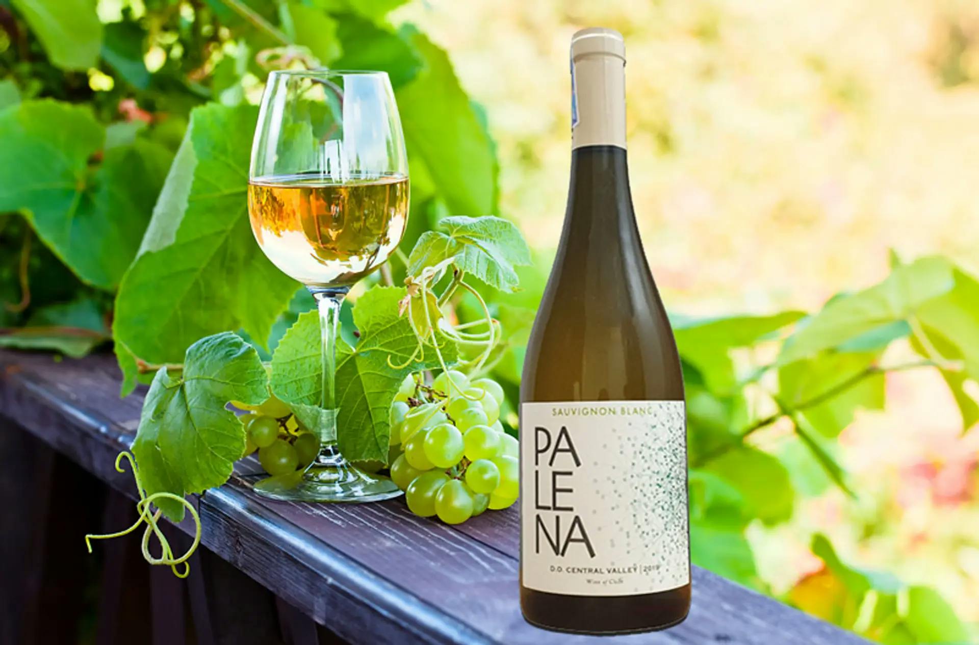 Palena Sauvignon Blanc