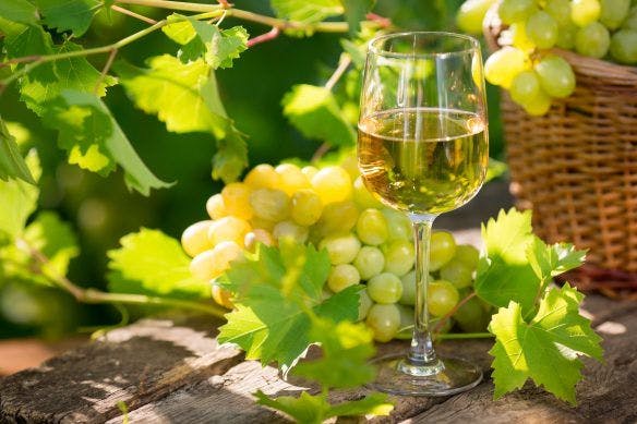 Sauvignon Blanc Phần 1: Hương Vị Tinh Tế Của Sự Tươi Mát