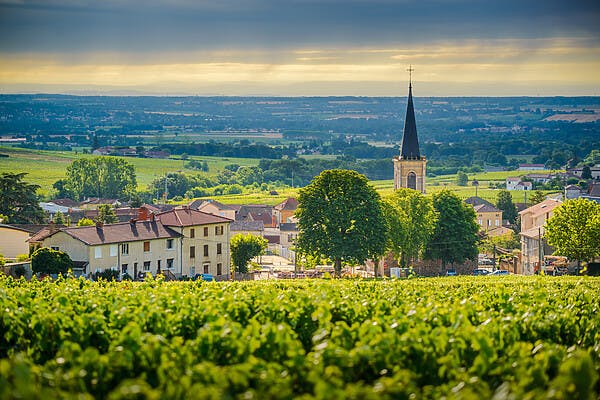 Beaujolais Phần 2: Nơi Tinh Túy Nho Gamay Tỏa Sáng